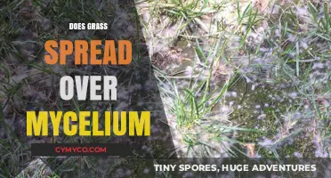 Grass vs. Mycelium: Understanding the Underground Turf War