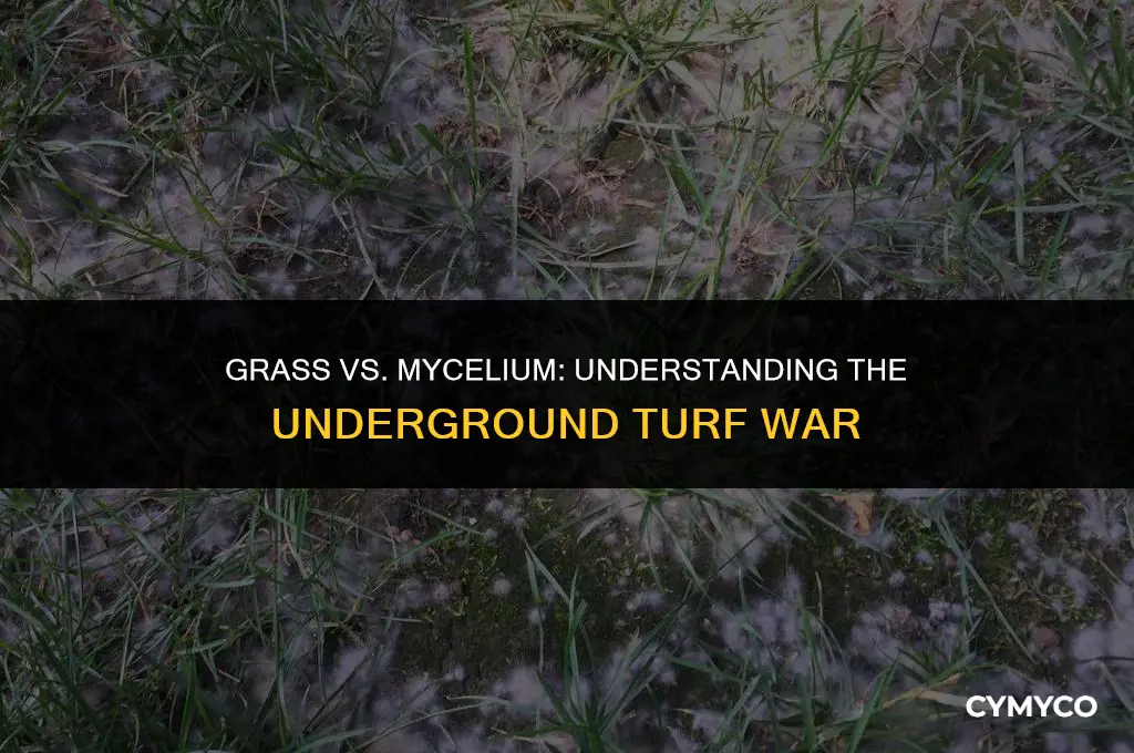 does grass spread over mycelium