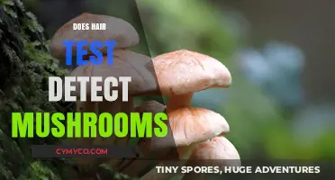 Can Hair Follicle Tests Detect Mushroom Use? Facts and Myths