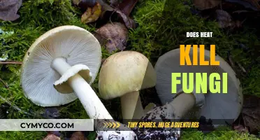 Exploring the Effects of Heat on Fungal Growth and Survival