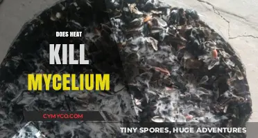 The Impact of Heat on Mycelium: A Comprehensive Guide