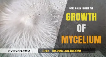 Exploring Holly's Impact on Mycelium Growth: A Comprehensive Guide