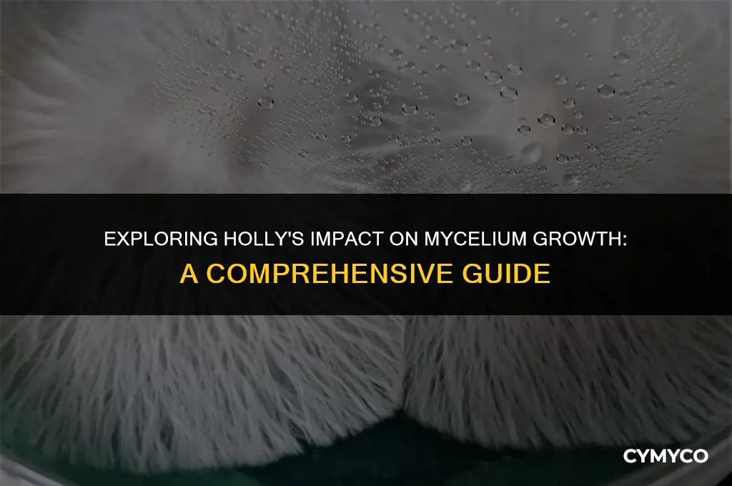 does holly inhibit the growth of mycelium