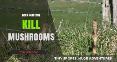 Horsetail's Impact: Can It Effectively Kill Mushrooms in Your Garden?