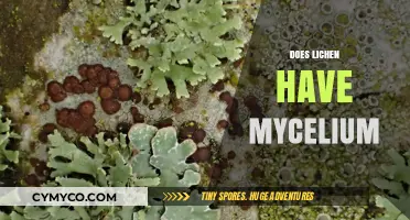 Exploring the Symbiotic Relationship: Does Lichen Contain Mycelium?