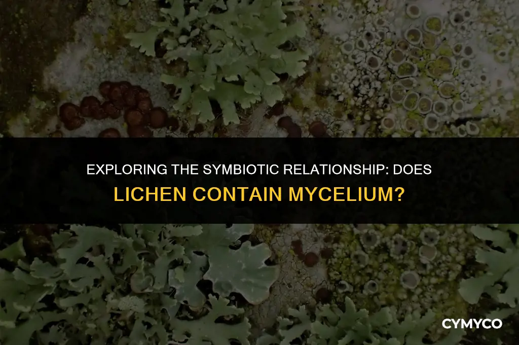 does lichen have mycelium