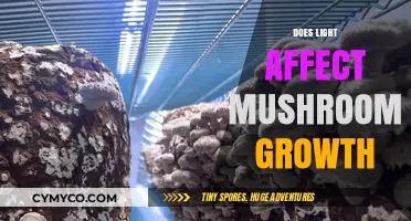 Exploring the Impact of Light on Mushroom Cultivation