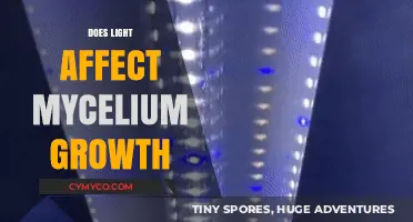 Illuminating Insights: How Light Influences Mycelium Growth
