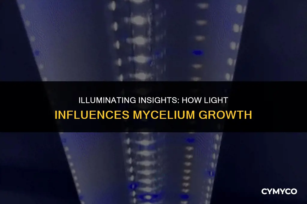 does light affect mycelium growth