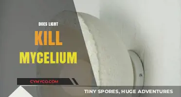 Shedding Light on Mycelium: Does Illumination Inhibit Growth?