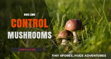 Natural Gardening: Lime's Role in Mushroom Management