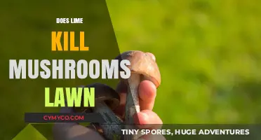 Natural Lawn Care: Lime's Impact on Mushroom Growth