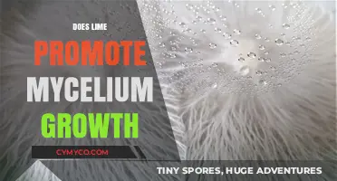 Exploring the Effects of Lime on Mycelium Growth: A Comprehensive Guide
