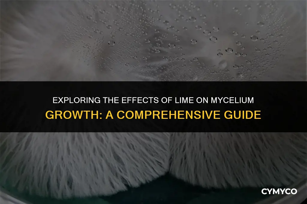 does lime promote mycelium growth