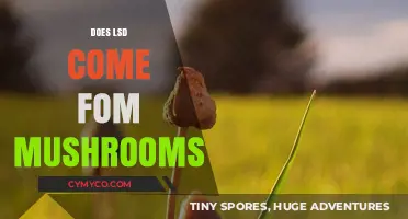 Exploring the Origins: Does LSD Really Come from Mushrooms?