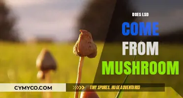 Exploring the Origins: Does LSD Really Come from Mushrooms?