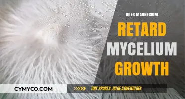 Exploring the Effects of Magnesium on Mycelium Growth: A Comprehensive Guide