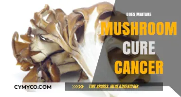 Exploring Maitake Mushroom's Potential in Cancer Treatment