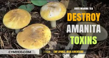 Exploring the Myth: Does Brewing Tea Neutralize Amanita Toxins?