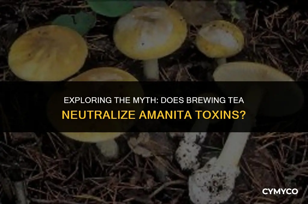 does making tea destroy amanita toxins