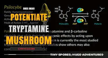 Exploring the Interaction: MAOIs and Tryptamine Mushrooms