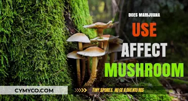 Exploring the Effects of Marijuana on Mushroom Experiences