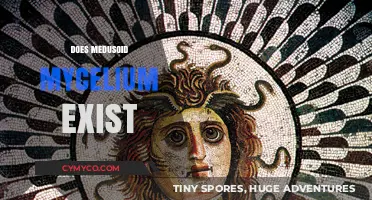 Exploring the Myth of Medusoid Mycelium: Facts vs. Fiction