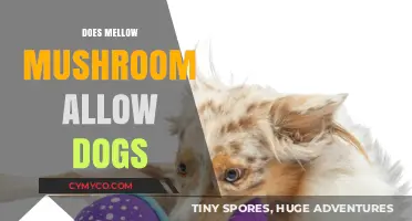 Pet-Friendly Dining: Can You Bring Your Dog to Mellow Mushroom?