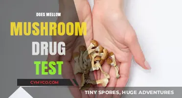 Mellow Mushroom's Drug Testing Policy: What You Need to Know