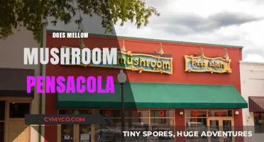 Exploring the Pensacola Scene: A Guide to Mellow Mushroom and Beyond