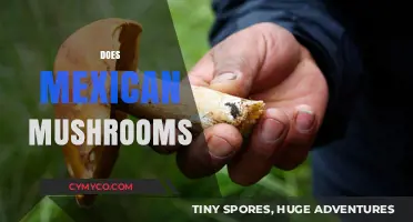Exploring the Effects and Uses of Mexican Mushrooms