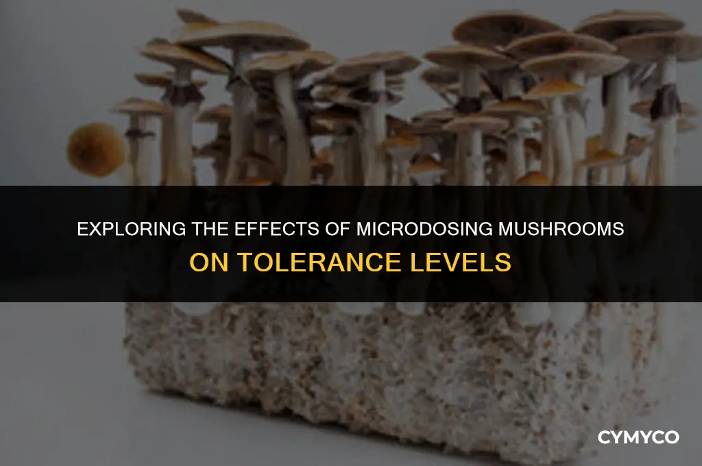 does microdosing mushrooms increase tolerance