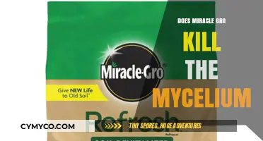 Miracle-Gro's Impact on Mycelium: A Comprehensive Guide