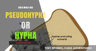 Unveiling the Structure: Mold's Hyphal vs. Pseudohyphal Debate