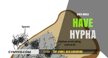 Exploring the Microscopic World: Do Molds Have Hyphae?