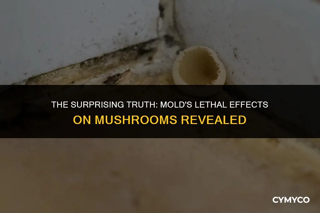 does mold kill mushrooms