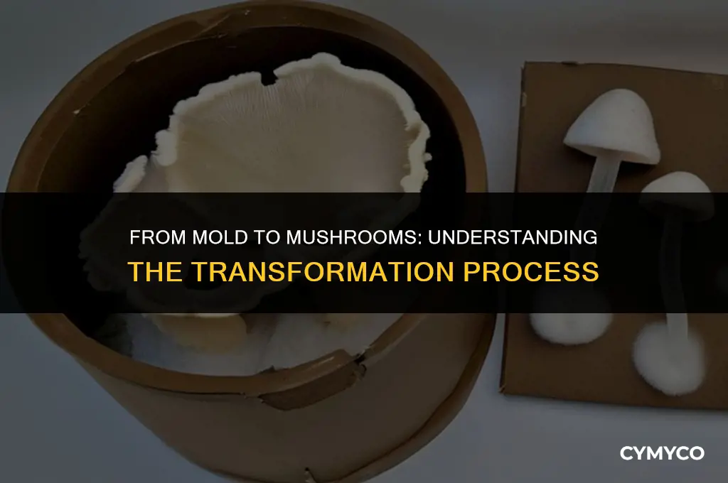 does mold turn into mushrooms