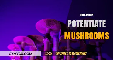 Exploring the Effects: Molly and Mushrooms Interaction Guide