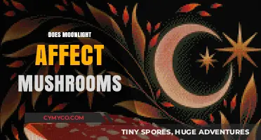 Lunar Influence on Fungi: Does Moonlight Affect Mushroom Growth?