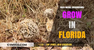 Do Morel Mushrooms Thrive in Florida's Climate and Soil Conditions?