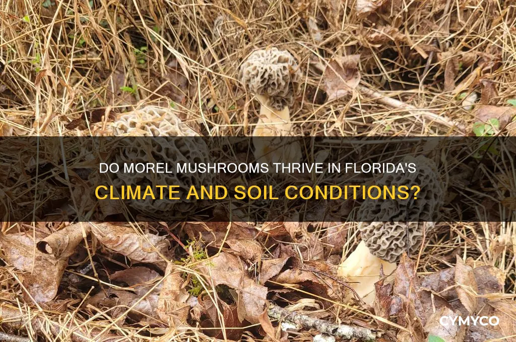 does morel mushrooms grow in florida