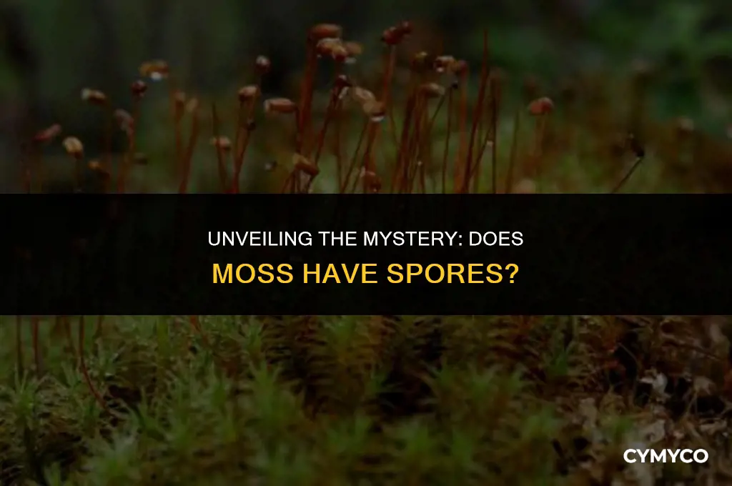 does moss have spores