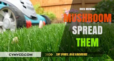 The Myth of Mowing Mushrooms: Does It Really Spread Them?