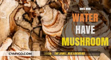 Exploring the Hidden World: Mushrooms in Muddy Waters Unveiled
