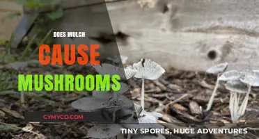 Unveiling the Truth: Does Mulch Really Cause Mushrooms?