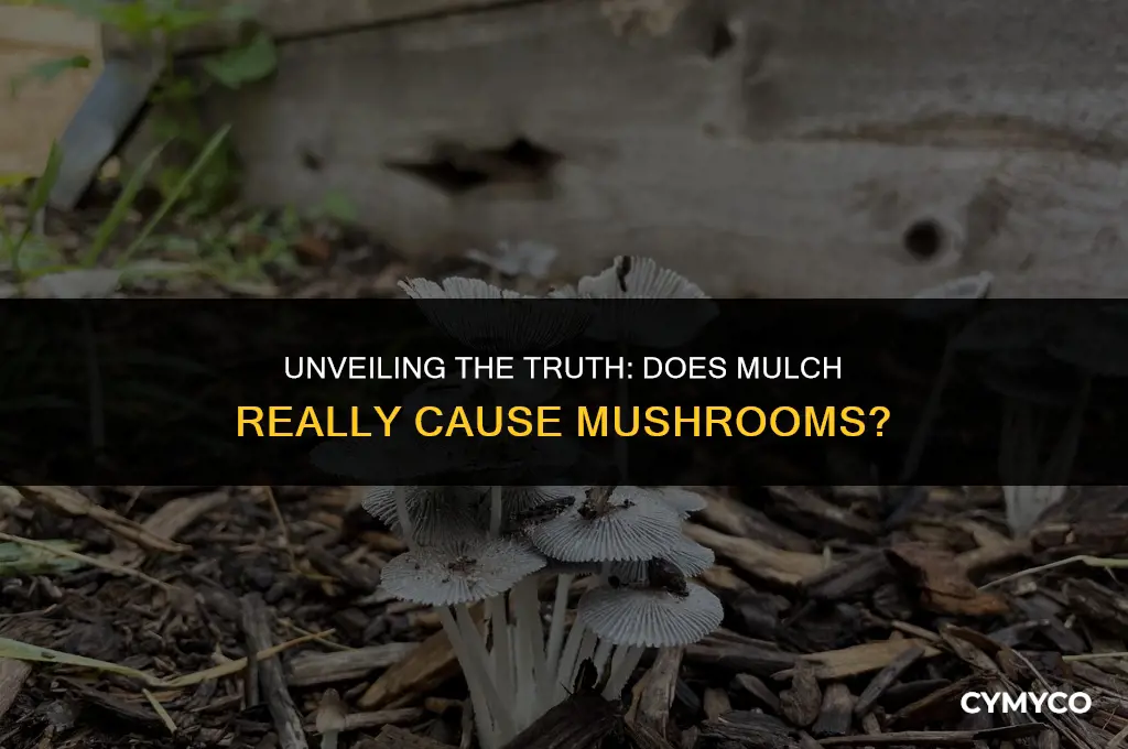 does mulch cause mushrooms