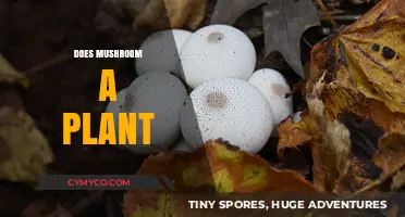 Exploring the Fungi Kingdom: Is a Mushroom a Plant?