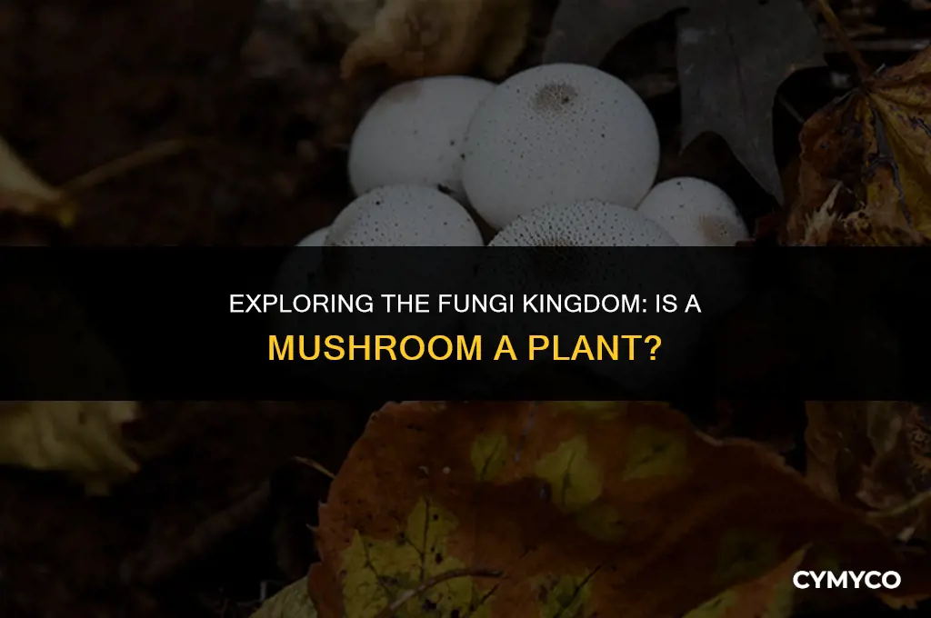 does mushroom a plant