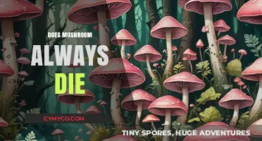 The Surprising Truth About Mushroom Longevity: Do They Always Die?
