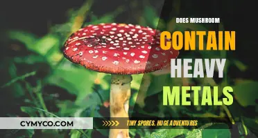 Exploring the Heavy Metal Content in Mushrooms: A Health Perspective